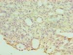 HYAL1 Antibody in Immunohistochemistry (Paraffin) (IHC (P))