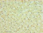 HYAL1 Antibody in Immunohistochemistry (Paraffin) (IHC (P))