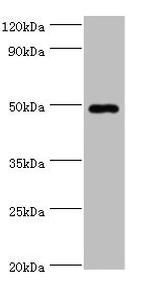 HYAL1 Antibody in Western Blot (WB)