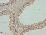 FBXO7 Antibody in Immunohistochemistry (Paraffin) (IHC (P))