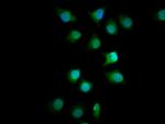 FMN1 Antibody in Immunocytochemistry (ICC/IF)