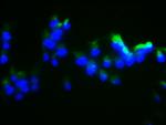 DUSP13 Antibody in Immunocytochemistry (ICC/IF)