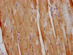 DUSP13 Antibody in Immunohistochemistry (Paraffin) (IHC (P))