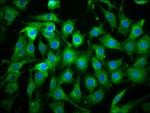 ICB-1 Antibody in Immunocytochemistry (ICC/IF)