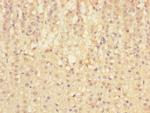 SIGIRR Antibody in Immunohistochemistry (Paraffin) (IHC (P))