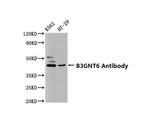 B3GNT6 Antibody in Western Blot (WB)