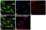 RAB12 Antibody in Immunocytochemistry (ICC/IF)