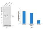 RAB12 Antibody