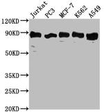 BAAT1 Antibody in Western Blot (WB)