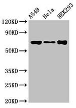 Torc1 Antibody in Western Blot (WB)