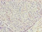 TTLL7 Antibody in Immunohistochemistry (Paraffin) (IHC (P))