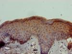 STOX1 Antibody in Immunohistochemistry (Paraffin) (IHC (P))