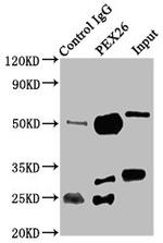 PEX26 Antibody in Western Blot (WB)