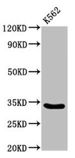 PEX26 Antibody in Western Blot (WB)