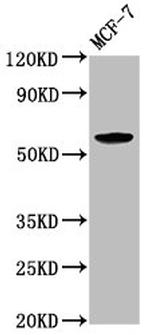 ILDR1 Antibody in Western Blot (WB)