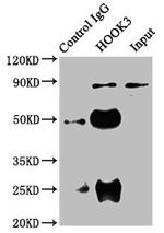 HOOK3 Antibody in Western Blot (WB)