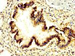 PRUNE Antibody in Immunohistochemistry (Paraffin) (IHC (P))