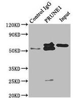 PRUNE Antibody in Western Blot (WB)