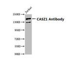 CASZ1 Antibody in Western Blot (WB)