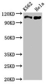 C16orf62 Antibody in Western Blot (WB)