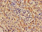 LDHD Antibody in Immunohistochemistry (Paraffin) (IHC (P))