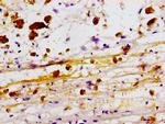 ZBTB46 Antibody in Immunohistochemistry (Paraffin) (IHC (P))