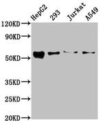 ZDHHC14 Antibody in Western Blot (WB)