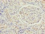 MFN1 Antibody in Immunohistochemistry (Paraffin) (IHC (P))