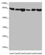 MFN1 Antibody in Western Blot (WB)