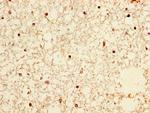 NPAS4 Antibody in Immunohistochemistry (Paraffin) (IHC (P))