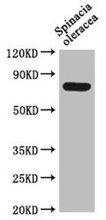 DEG15 Antibody in Western Blot (WB)