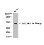 DAZAP1 Antibody in Western Blot (WB)