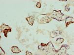 NRBF2 Antibody in Immunohistochemistry (Paraffin) (IHC (P))