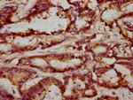 FRMD6 Antibody in Immunohistochemistry (Paraffin) (IHC (P))