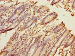 FRMD6 Antibody in Immunohistochemistry (Paraffin) (IHC (P))