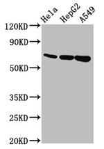 MUC20 Antibody in Western Blot (WB)