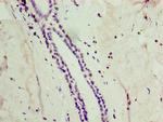 ATG4C Antibody in Immunohistochemistry (Paraffin) (IHC (P))