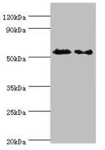 ATG4C Antibody in Western Blot (WB)