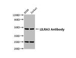 LILRA3 Antibody in Western Blot (WB)