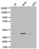 OXER1 Antibody in Western Blot (WB)