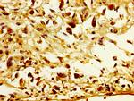 POFUT2 Antibody in Immunohistochemistry (Paraffin) (IHC (P))