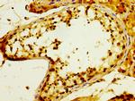 POFUT2 Antibody in Immunohistochemistry (Paraffin) (IHC (P))