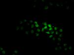 KTI12 Antibody in Immunocytochemistry (ICC/IF)