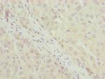 LLCFC1 Antibody in Immunohistochemistry (Paraffin) (IHC (P))