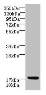 LLCFC1 Antibody in Western Blot (WB)