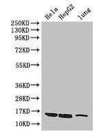 CISD2 Antibody in Western Blot (WB)