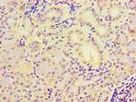 C19orf10 Antibody in Immunohistochemistry (Paraffin) (IHC (P))