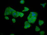 ELMOD3 Antibody in Immunocytochemistry (ICC/IF)