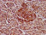 ELMOD3 Antibody in Immunohistochemistry (Paraffin) (IHC (P))