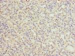 CATSPER2 Antibody in Immunohistochemistry (Paraffin) (IHC (P))